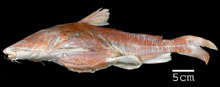 Netuma hassleriana, a new fish species discovered during the 1871 exedition and named after the Hassler.