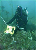 Diver measuring the Shipwreck Aggi.