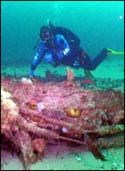 A diver examines the Paul Palmer's hull remains.
