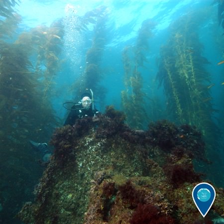 diver looking over a shipwreck, a kelp forest can be seen in the background