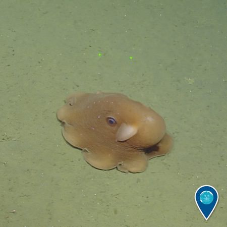 flapjack octopust on the ocean bottom