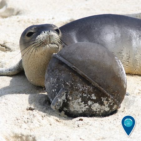 hawaiian monk seal next to a plastic bouy on the beach