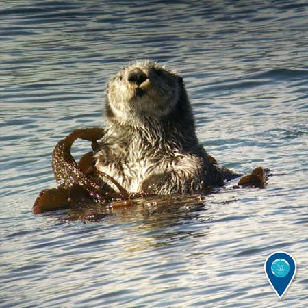 sea otter holding kelp