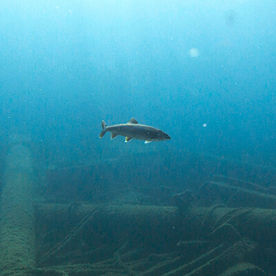 a fish swims near a shipwreck