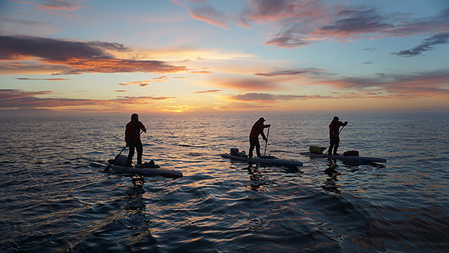 three paddleboarders on the water at sunset