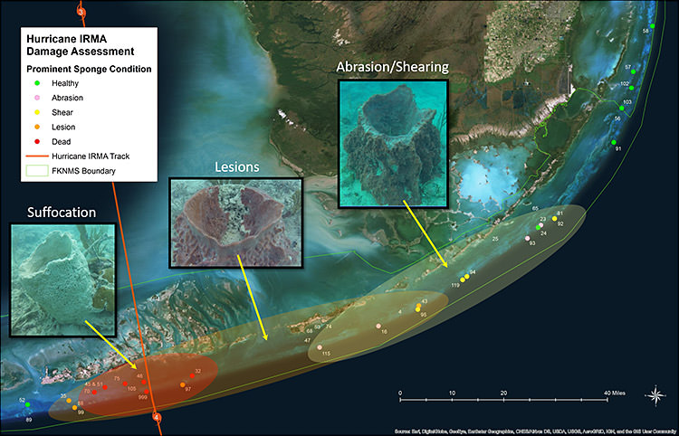 satellite image overlaying hurricane irma damage assessments of sponges