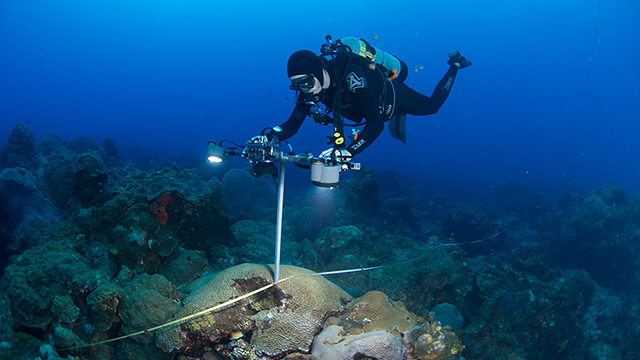diver taking photographs of corals