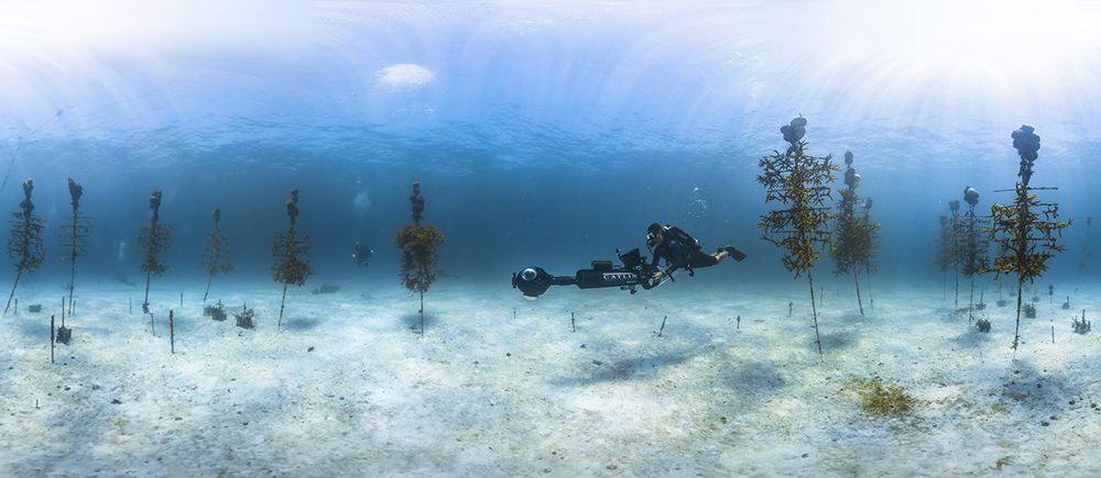 a diver holding a large camera swims through a coral nursery
