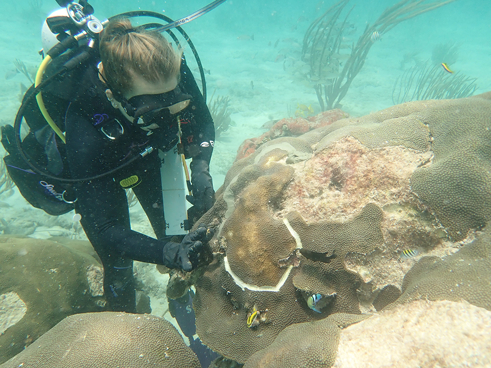 scientist creating a trench filled with epoxy on a coral colony