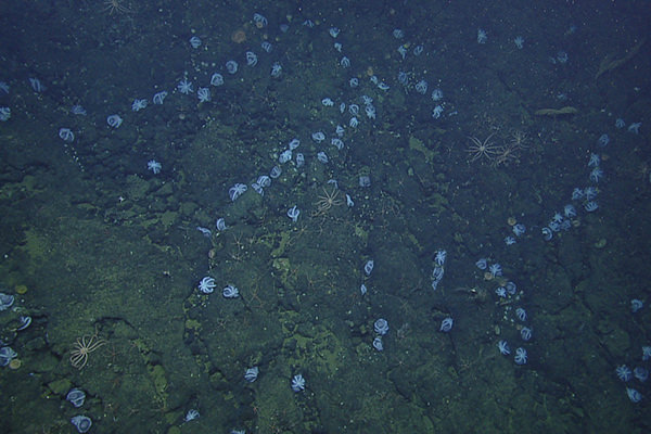 many octopuses brooding along the seafloor