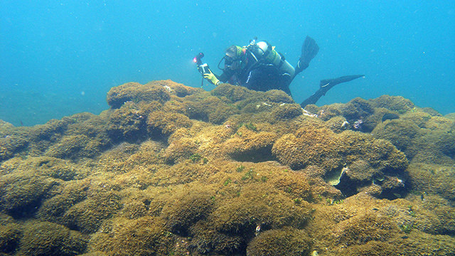 diver over invasive algae