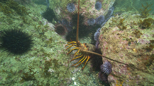 california spiny lobster on a rocky reef