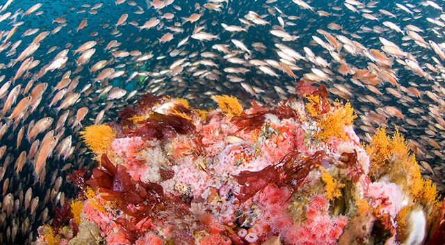 Fish swarm around corals