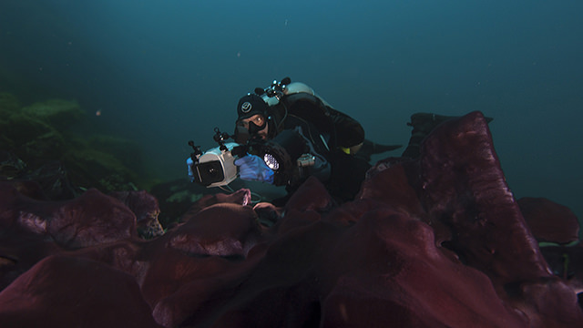a diver filming microbial mats
