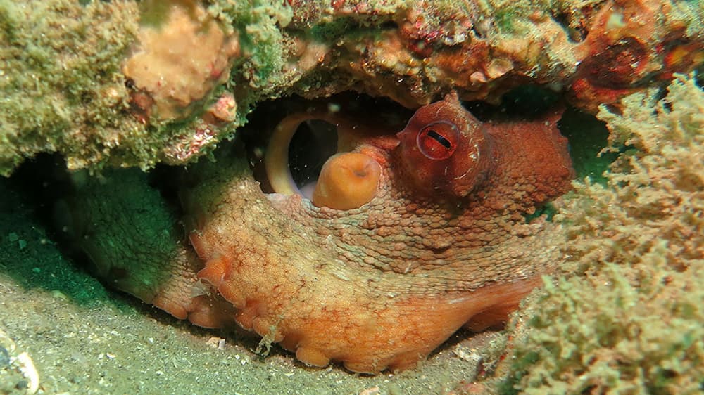 octopus hiding under a rock
