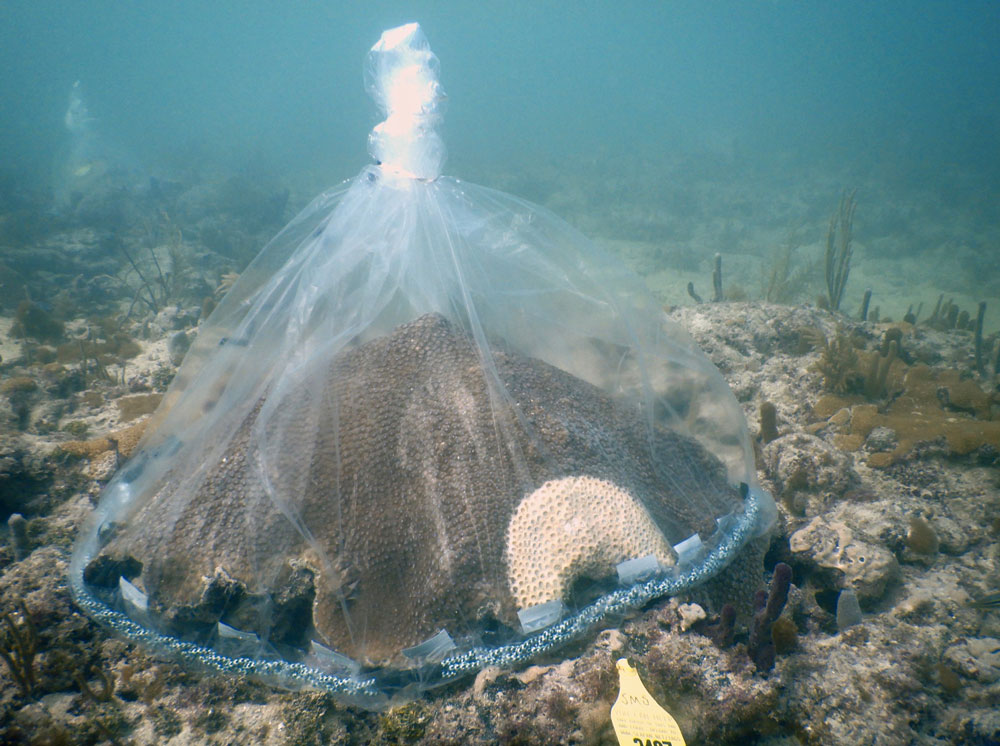 bag over corals in ocean