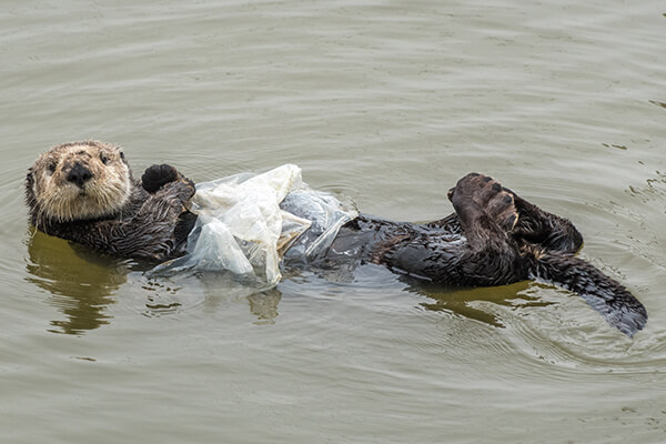 Sea otter floating on its back with a plastic tarp draped across its stomach