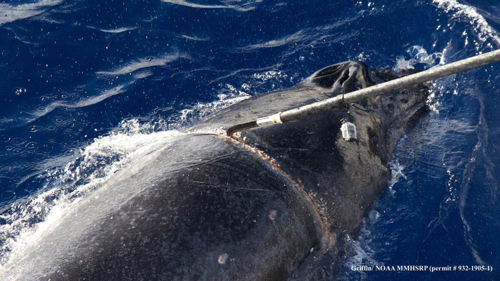 whale entangled under pole knife