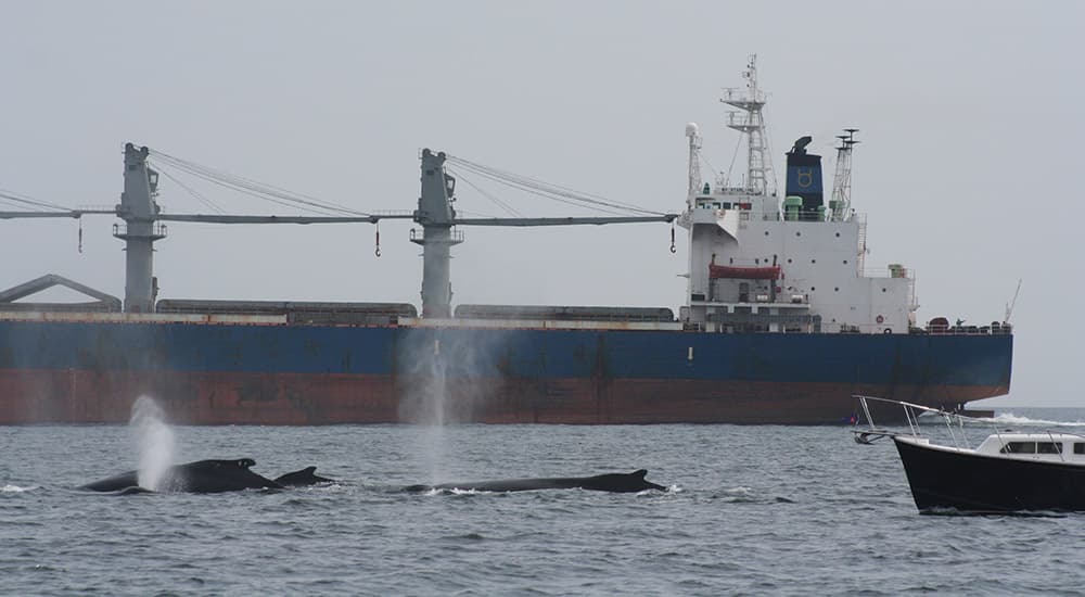 Shipping vessel near whales breaching