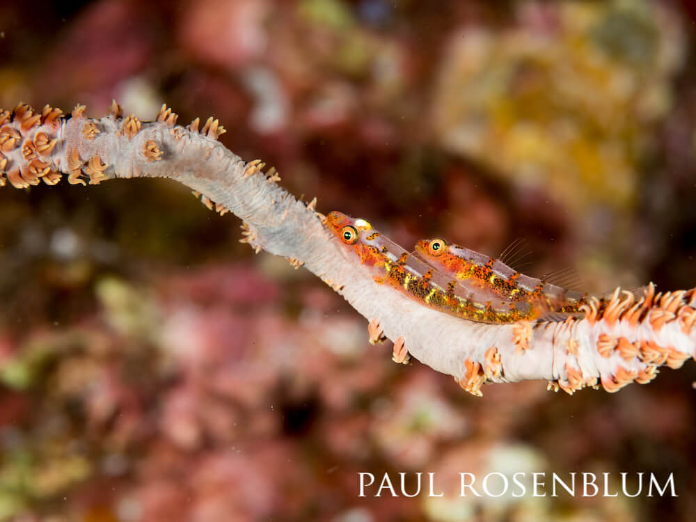 A pair of whip gobies (Bryaninops amplus) on their whip coral home at Ulua Beach, Maui in Hawaiian Islands Humpback Whale National Marine Sanctuary.