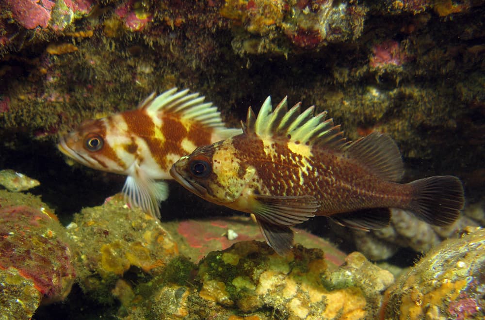 pair of rockfish swimming