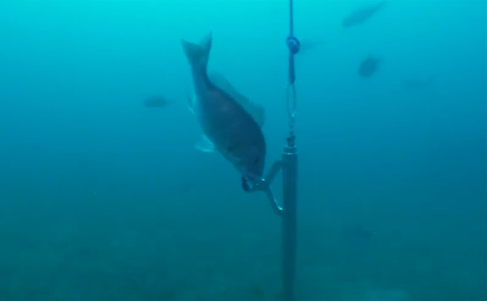 a fish on a hook underwater