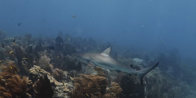 shark swimming over a reef