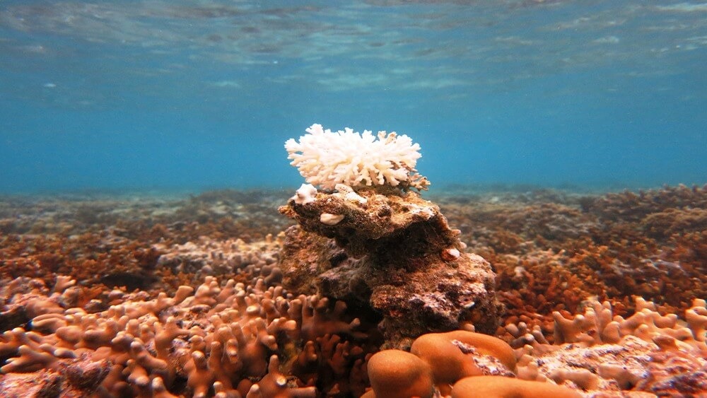 A small, bleached coral head sits on top of a coral reef ecosystem that has experienced many climate stressors.