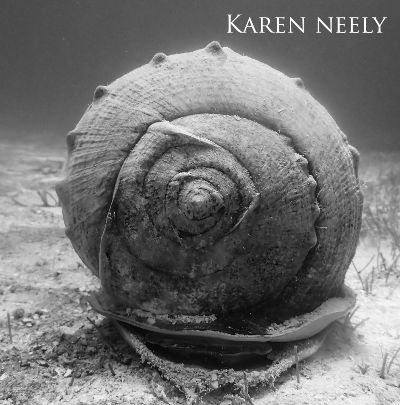 Emperor helmet snail (Cassis madagascariensis) photographed in Florida Keys National Marine Sanctuary.