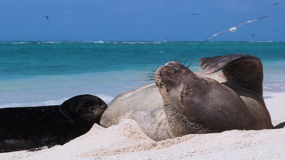 two seals lay on a sandy beach with the ocean behind them
