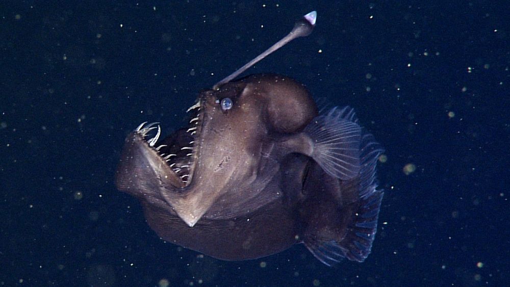 female deep-sea anglerfish