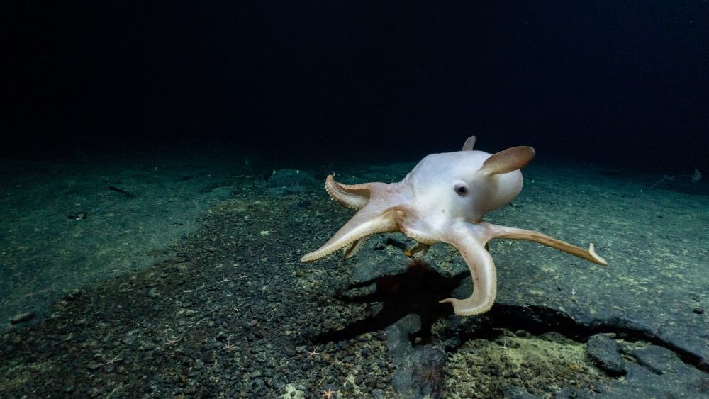 ghostly dumbo octopus