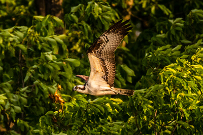 An osprey soars near forest at Mallows Bay-Potomac River National Marine Sanctuary