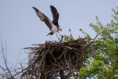 An osprey tends its nest