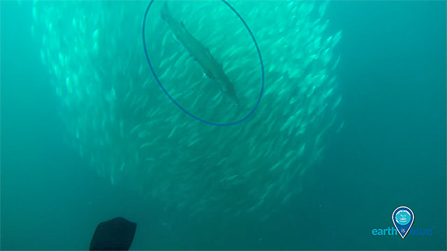 barracuda swimming through a fish ball