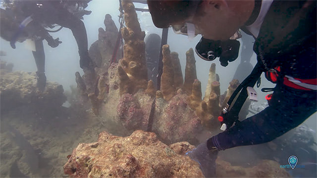 divers examing the reef