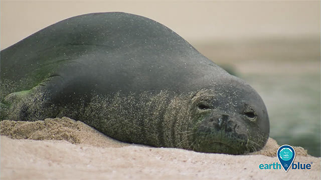 hawaiian monk seal resting on a beach