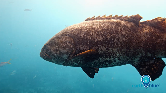 a giant grouper swimming