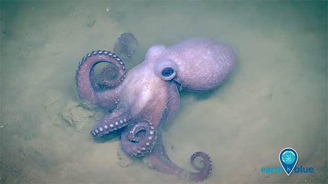 an octopus at the ocean floor