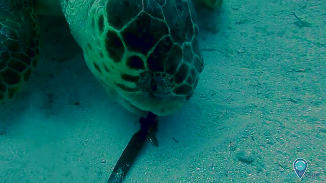 a sea tutrtle picking up a tool