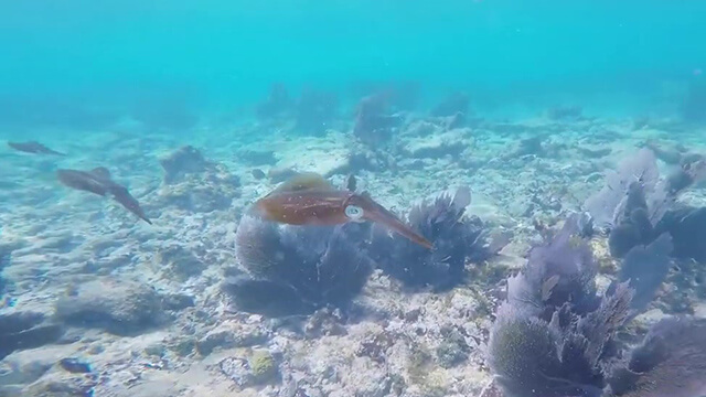 reef squid