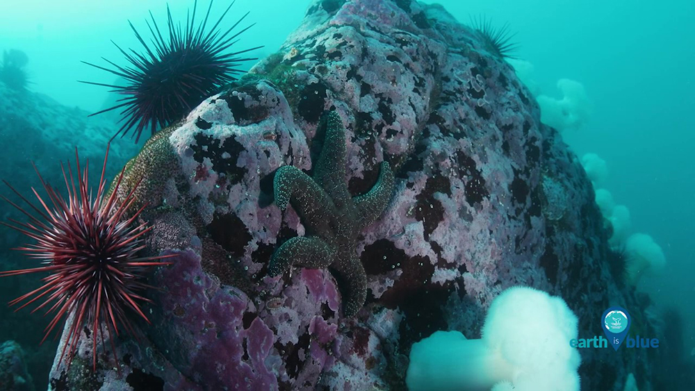 sea star and sea urchins on a rocky ledge