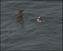 Common Murre Male and Chick