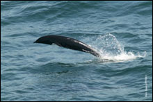 Northern rightwhale dolphin