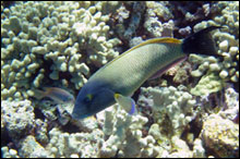 The endemic blacktail or old woman wrasse, hinalea luahine (Thalassoma ballieui) was one of three species found on every single snorkel site in the Northwestern Hawaiian Islands.