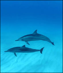 Majestic Hawaiian spinner dolphins in the clear lagoon waters of Kure Atoll, State Wildlife Refuge.