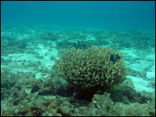 A small head of cauliflower coral (Pocillopora meandrina) acts as a coral condominium for fish like the Hawaiian domina damselfish pictured.