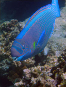 This colorful fish called a spectacled parrotfish or uhu 'ahu'ula (Scarus perspicillatus) is also an endemic species that was one of the top ten most commonly seen species in the Northwestern Hawaiian Islands.