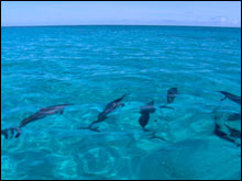 Spinner dolphins in the lagoon around Green Island at Kure Atoll, State Wildlife Refuge.