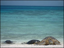 Three endangered Hawaiian green sea turtles bask on Southeast Island in the Hawaiian Islands National Wildlife Refuge.